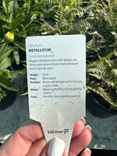 Load image into Gallery viewer, Athyrium Metallicum (Fern)
