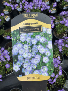 Campanula Samantha