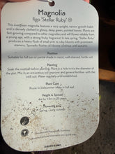 Load image into Gallery viewer, Magnolia Stella Ruby
