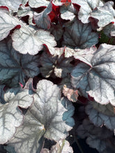 Load image into Gallery viewer, Heuchera Hollywood
