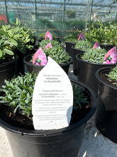 Load image into Gallery viewer, Dianthus “La Bourbrille”
