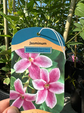 Load image into Gallery viewer, Jasminum “Summer Scent”
