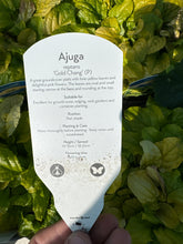 Load image into Gallery viewer, Ajuga “Gold Chang”
