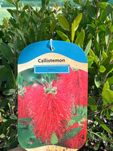 Load image into Gallery viewer, Callistemon “Laevis”
