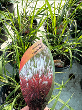 Load image into Gallery viewer, Miscanthus “ Lady In Red”
