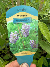 Load image into Gallery viewer, Wisteria Amethyst Falls
