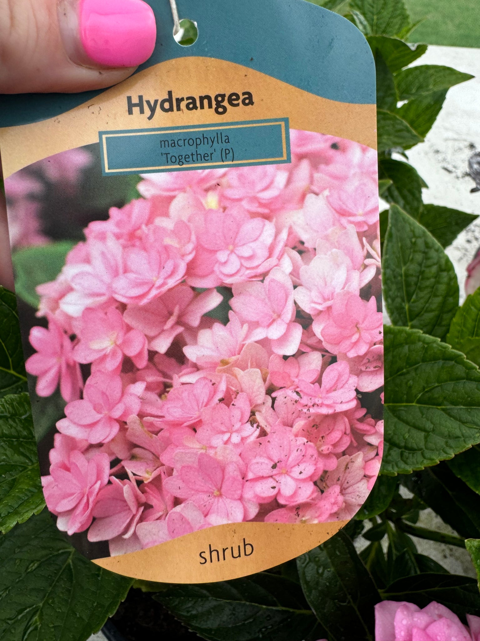 Hydrangea ‘Together’ – Rostherne Nursery