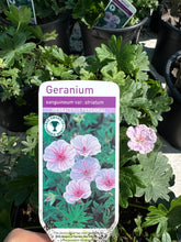 Load image into Gallery viewer, Geranium “sanguineum var. striatum
