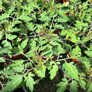 Tomato Plant ‘Sungold’