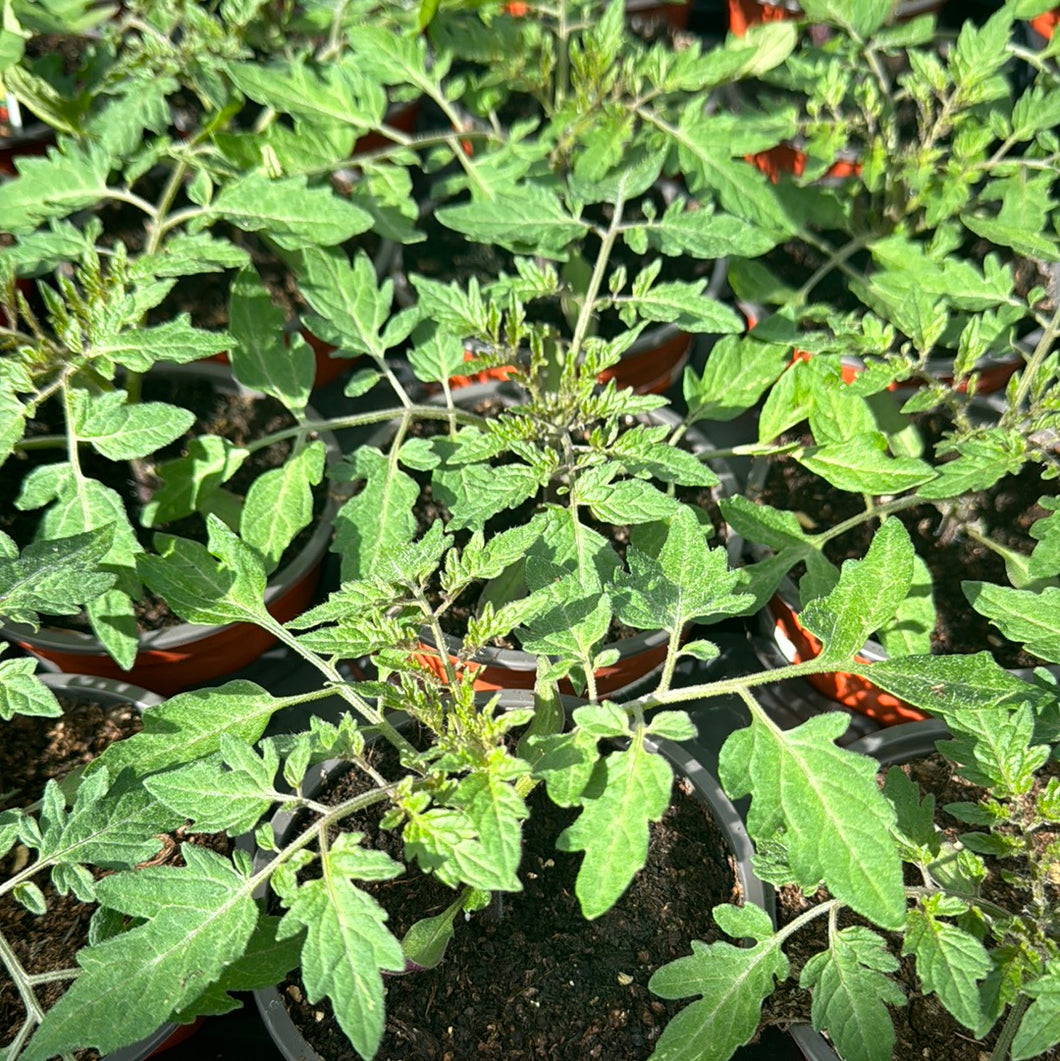 Tomato Plant ‘Sungold’
