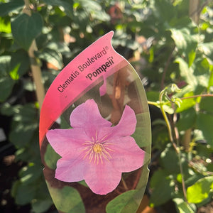 Clematis Boulevard 'Pompeii’