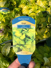 Load image into Gallery viewer, Ajuga “Gold Chang”
