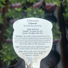 Load image into Gallery viewer, Calibrachoa ‘cabaret’ Bumble Bee Hot Pink (Million Bells)
