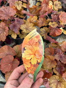 Heuchera ‘Buttered Rum’