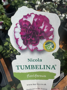 Double Trailing Petunia Tumbelina Nicola