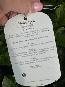 Hydrangea Macrophylla ‘Blue Wave’