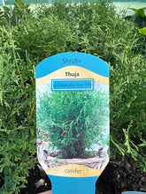 Load image into Gallery viewer, Thuja “Occidentalis Tiny Tim”
