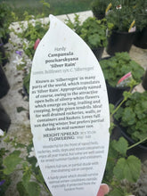 Load image into Gallery viewer, Campanula Silver Rain

