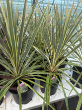 Load image into Gallery viewer, Cordyline Torbay Dazzler
