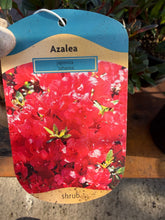 Load image into Gallery viewer, Azalea Japonica ‘Johanna’
