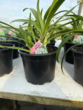 Load image into Gallery viewer, Agapanthus ‘Queen Mum’

