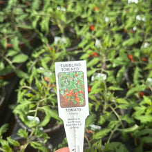 Load image into Gallery viewer, Tomato Plant ‘Tumbling Tom Red

