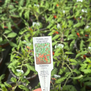 Tomato Plant ‘Tumbling Tom Red