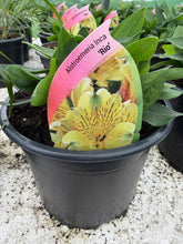 Load image into Gallery viewer, Alstroemeria Rio
