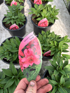 Alstroemeria Inca ‘Candy’