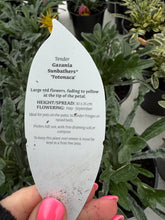 Load image into Gallery viewer, Gazania Sunbather Totonaca
