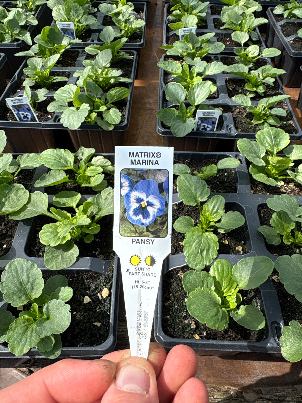 Pansy ‘Matrix Marina’