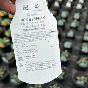 Penstemon Electric Blue