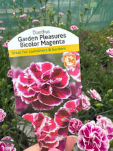 Load image into Gallery viewer, Dianthus Garden Pleasures Bicolor Magenta
