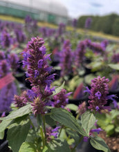 Load image into Gallery viewer, Agastache Blue Boa
