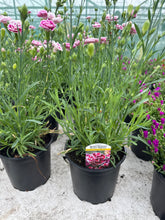 Load image into Gallery viewer, Dianthus Garden Pleasures Bicolor Magenta
