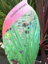 Load image into Gallery viewer, Cordyline Australis - green
