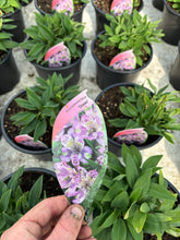 Load image into Gallery viewer, Alstroemeria Inca ‘Ocean’
