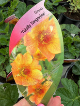 Load image into Gallery viewer, Geum Totally Tangerine
