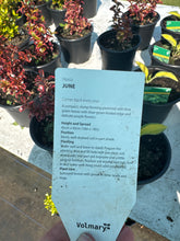 Load image into Gallery viewer, Hosta June
