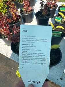 Hosta June