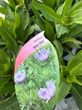 Load image into Gallery viewer, Stokesia “Blue Star”
