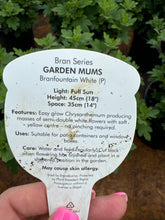 Load image into Gallery viewer, Chrysanthemum Garden Mums Branfountain White
