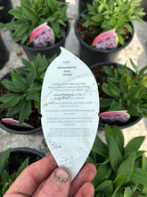 Load image into Gallery viewer, Alstroemeria Inca ‘Ocean’
