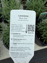Load image into Gallery viewer, Lavender Blue Star
