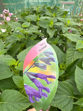 Load image into Gallery viewer, Salvia ‘Amistad’
