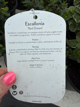 Load image into Gallery viewer, Escallonia Red Dream
