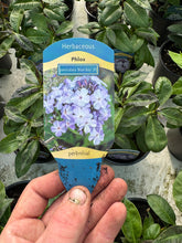 Load image into Gallery viewer, Phlox ‘Blue Joy’
