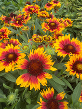 Load image into Gallery viewer, Gaillardia Arizona Sun
