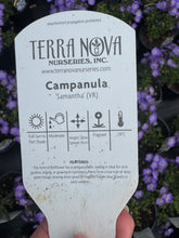 Load image into Gallery viewer, Campanula Samantha
