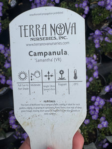 Campanula Samantha